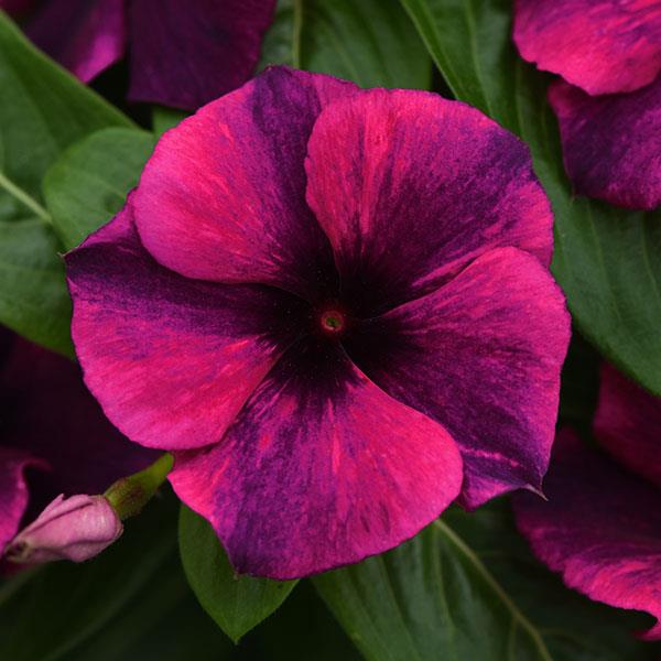 Tattoo™ Black Cherry Bloom