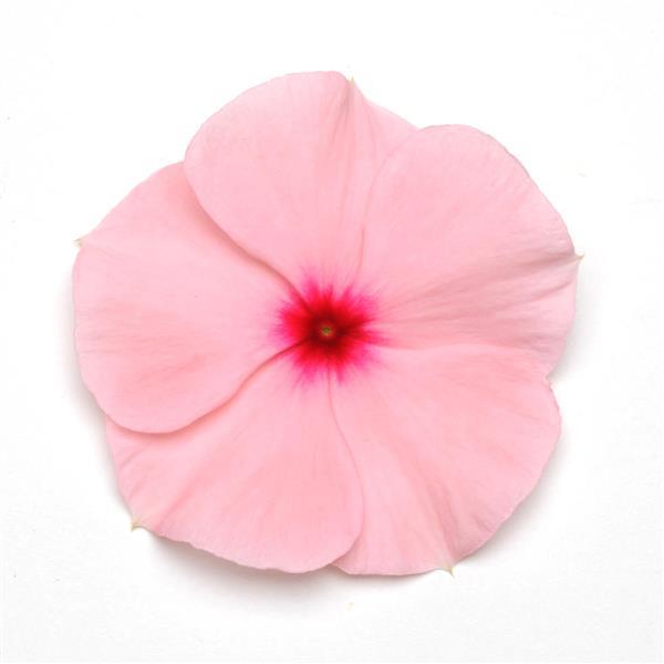 Titan™ Apricot Bloom