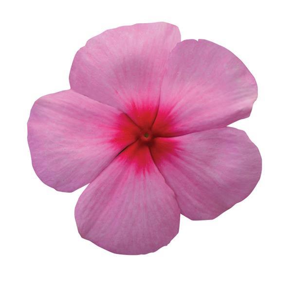 Titan™ Blush Bloom