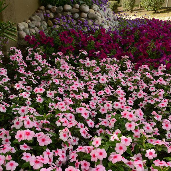 Titan™ Blush Landscape