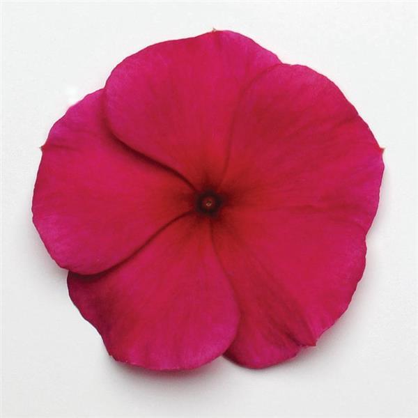 Titan™ Burgundy Bloom