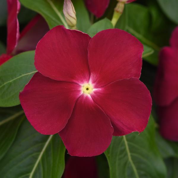 Titan™ Cranberry Bloom