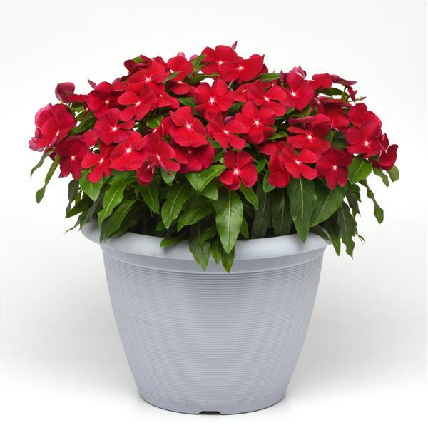 Titan™ Cranberry Container