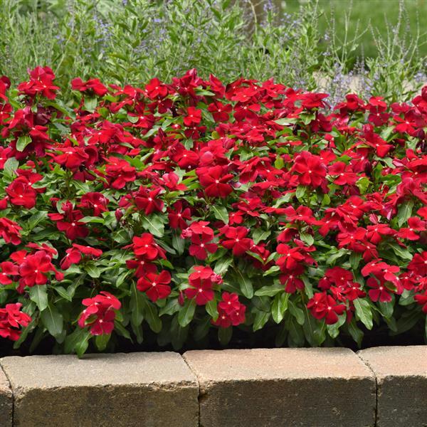 Titan™ Cranberry Landscape