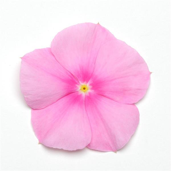 Titan™ Icy Pink Bloom
