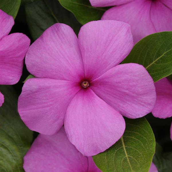 Titan™ Lilac Bloom