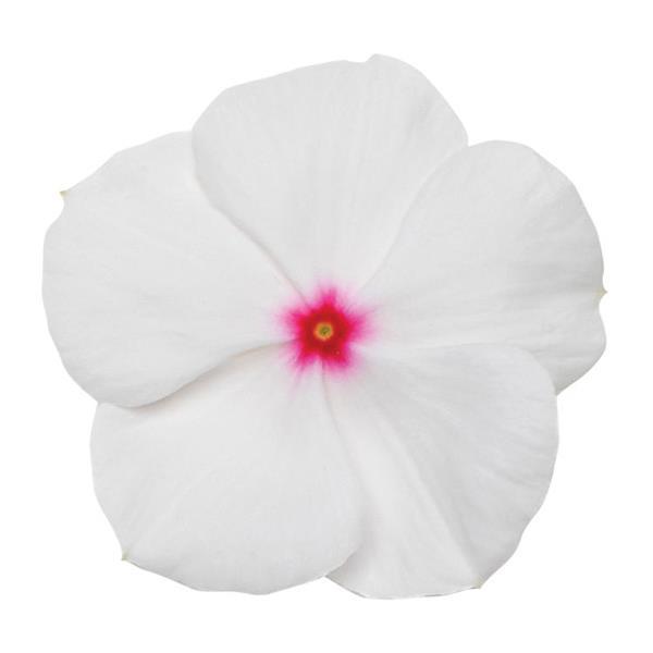 Titan™ Polka Dot Bloom