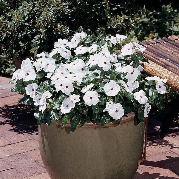Titan™ Polka Dot Container