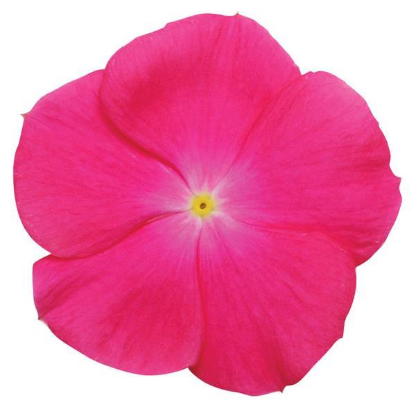 Titan™ Rose Bloom