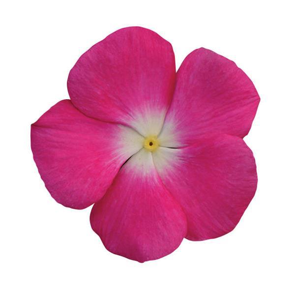 Titan™ Rose Halo Bloom