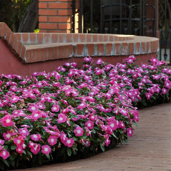 Titan™ Rose Halo Commercial Landscape 1