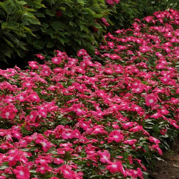 Titan™ Rose Halo Landscape