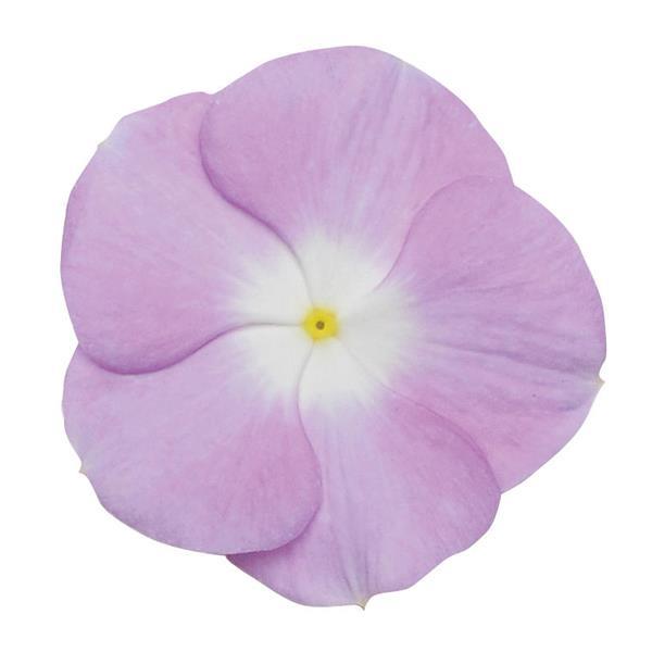 Titan™ Lavender Blue Halo Bloom