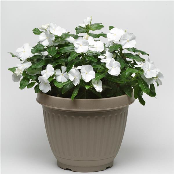 Titan™ Pure White Container