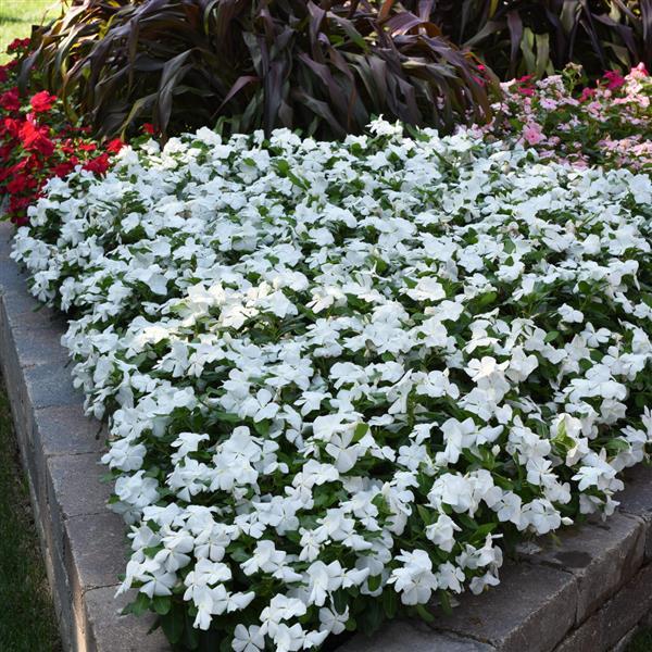 Titan™ Pure White Landscape