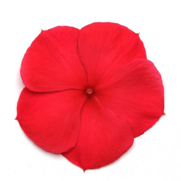 Titan™ Dark Red Bloom