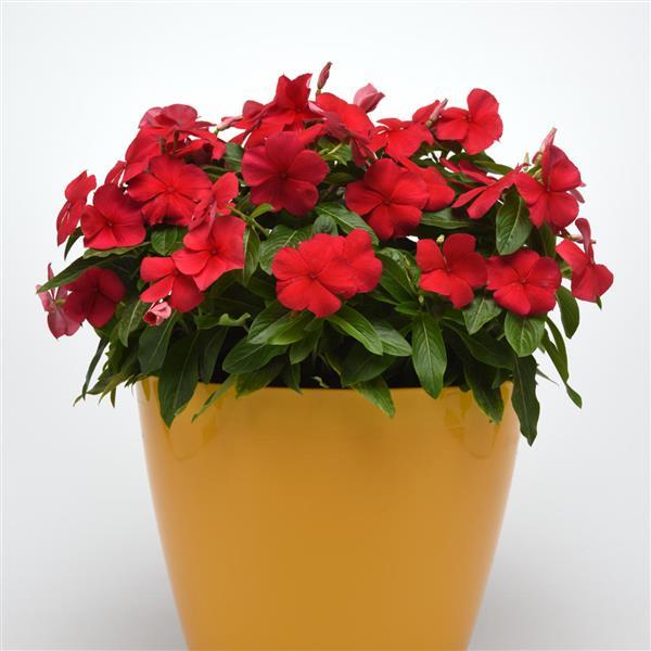 Titan™ Dark Red Container