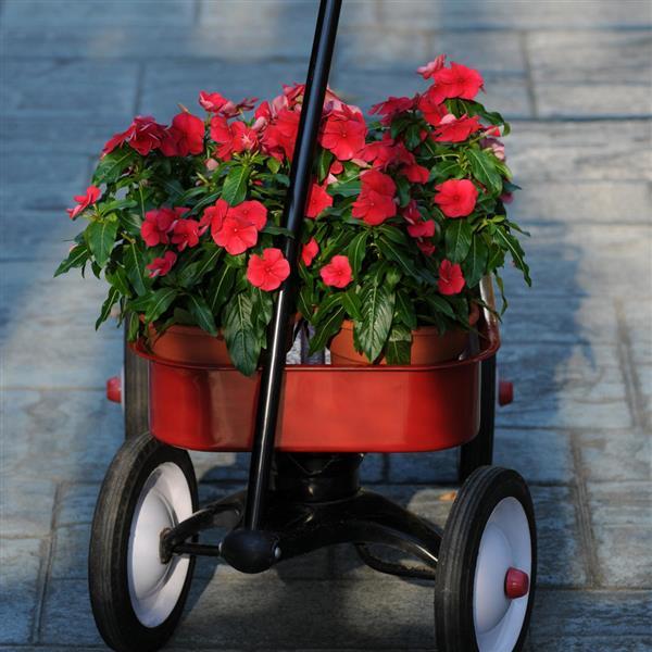 Titan™ Dark Red Garden
