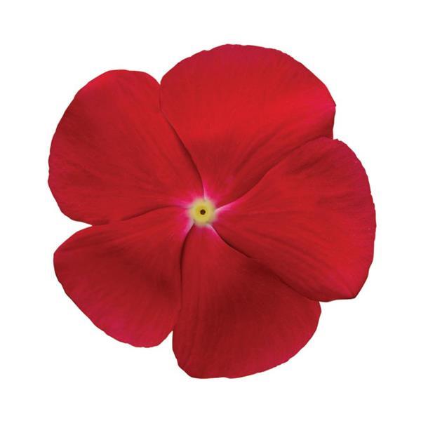 Titan™ Really Red Bloom