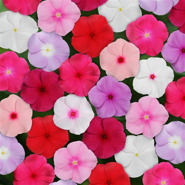 Titan™ Mixture Bloom