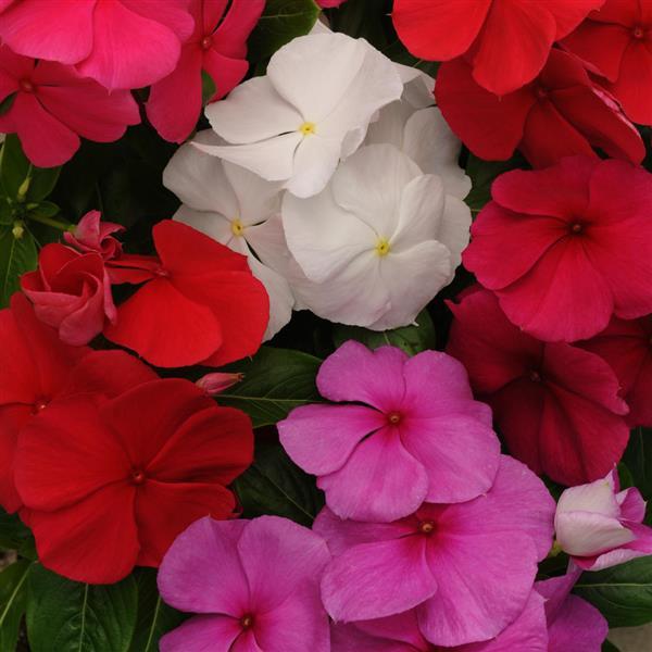 Titan™ Clear Mixture Bloom