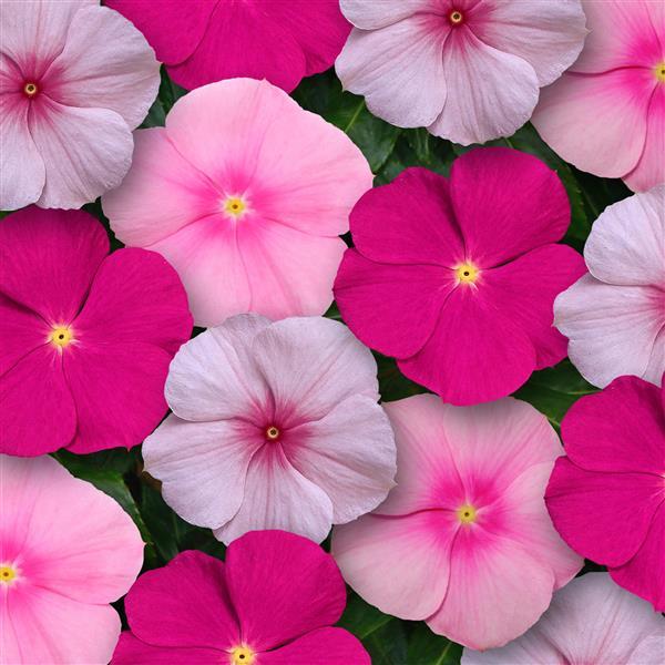 Titan™ Bubble Gum Mixture Bloom