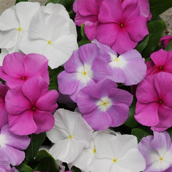 Titan™ Summer Breeze Mixture Bloom