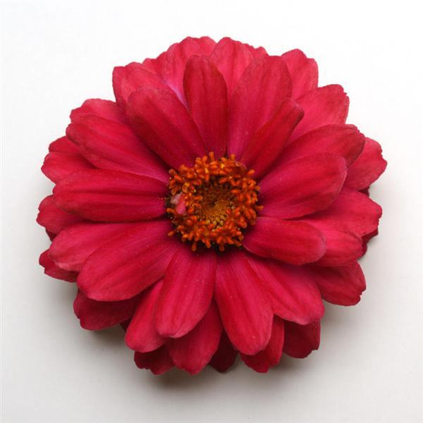 Double Zahara™ Cherry Bloom