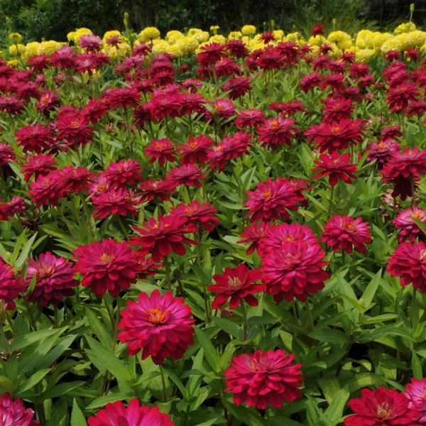 Double Zahara™ Cherry Landscape
