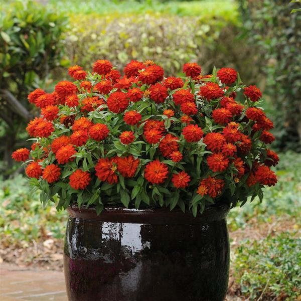 Double Zahara™ Fire Container