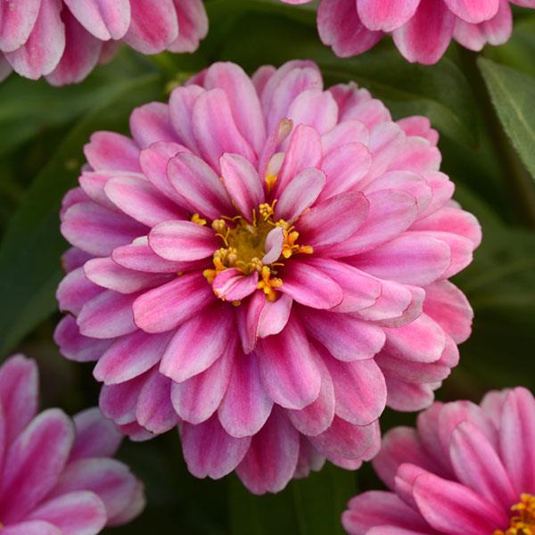 Double Zahara™ Raspberry Ripple Bloom