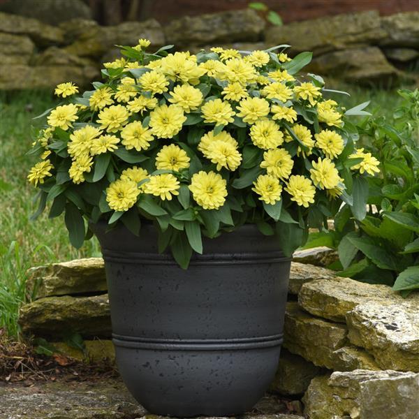 Double Zahara™ Yellow Container