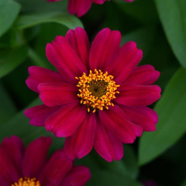 Zahara<sup>®</sup> Cherry Bloom