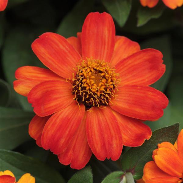 Zahara<sup>®</sup> Fire Bloom