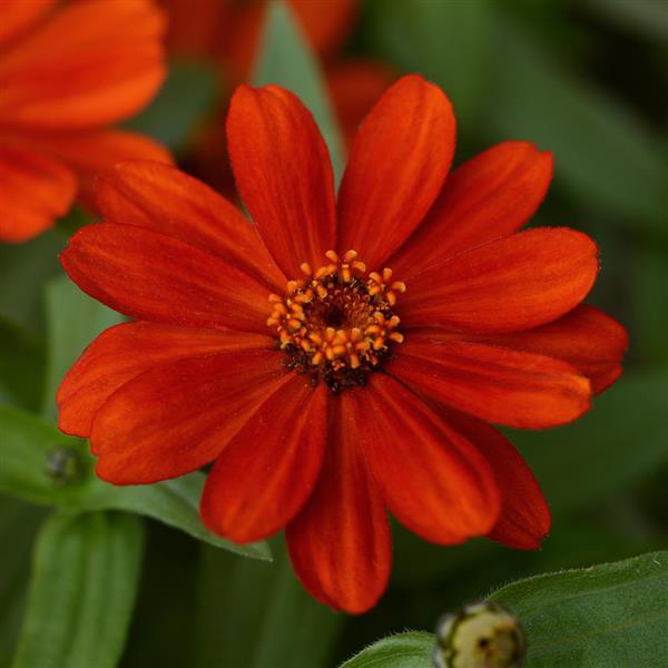Zahara<sup>®</sup> Red Bloom