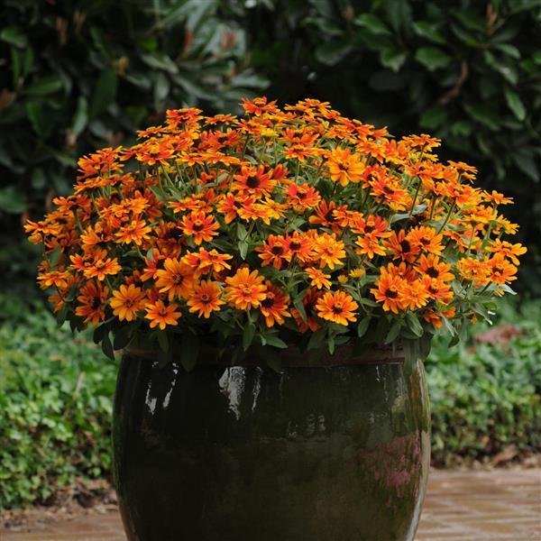 Zahara<sup>®</sup> Sunburst Container