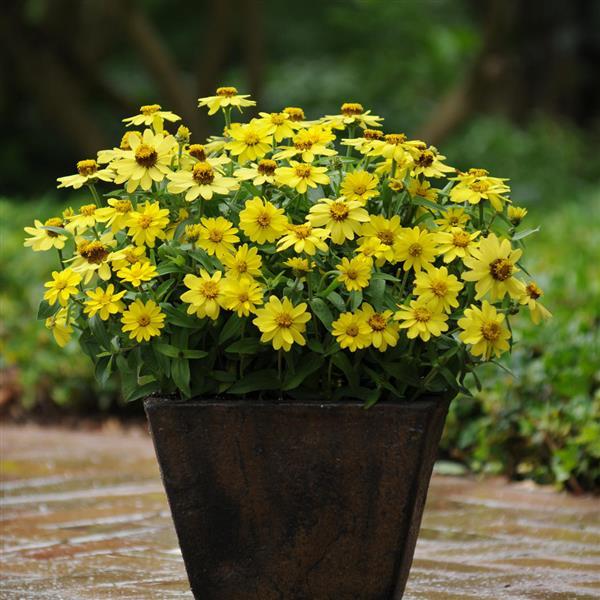 Zahara<sup>®</sup> Yellow Container