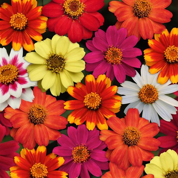 Zahara<sup>®</sup> Mixture Bloom