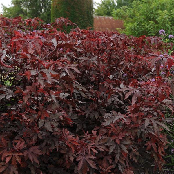 Hibiscus Mahogany Splendor Commercial Landscape 1