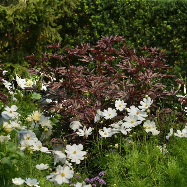 Hibiscus Mahogany Splendor Commercial Landscape 4