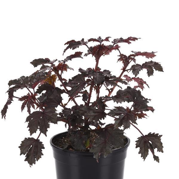 Hibiscus Mahogany Splendor Container