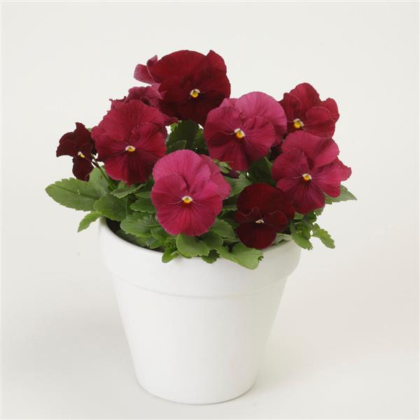 Spring Matrix™ Rose Container