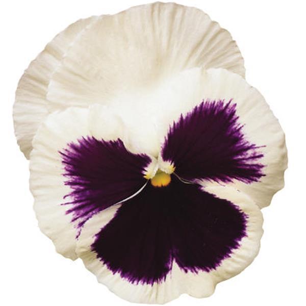 Spring Matrix™ White Blotch Bloom
