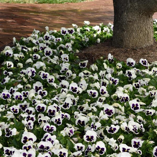 Spring Matrix™ White Blotch Landscape