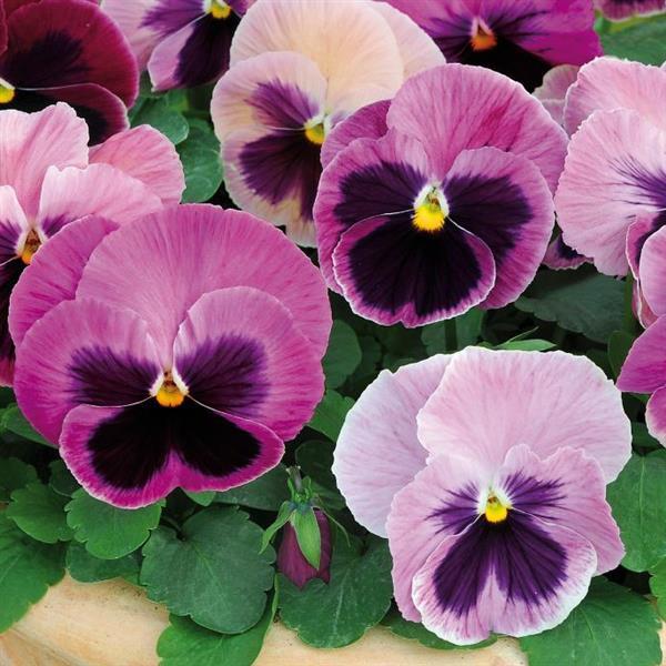Spring Matrix™ Pink Shades Bloom