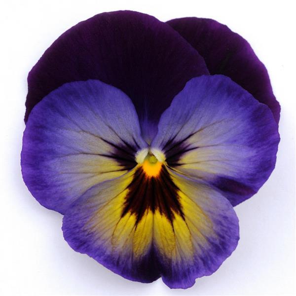 Spring Matrix™ Midnight Glow Bloom
