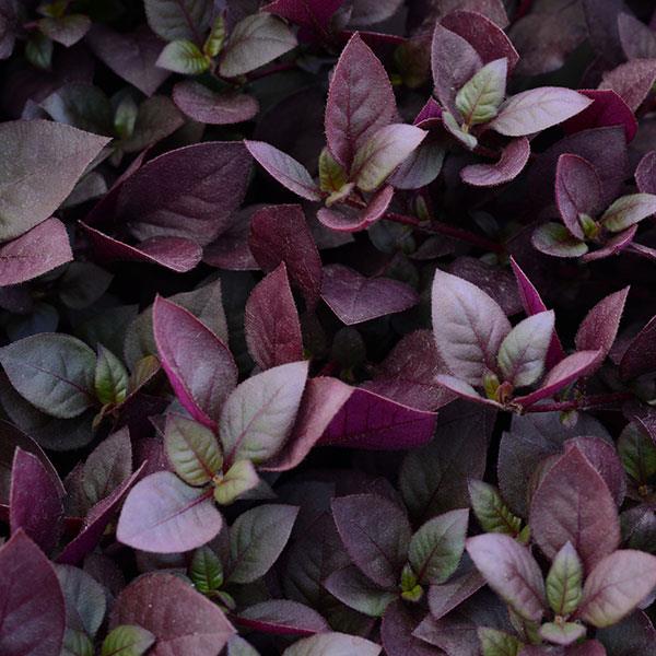 Alternanthera Purple Prince Bloom