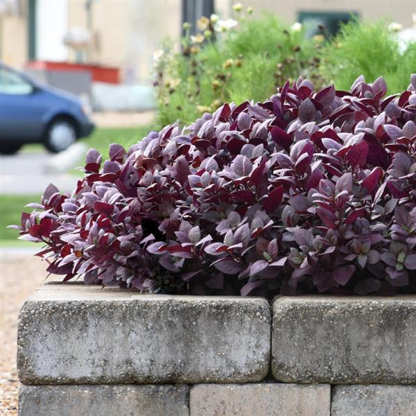 Alternanthera Purple Prince Commercial Landscape 1