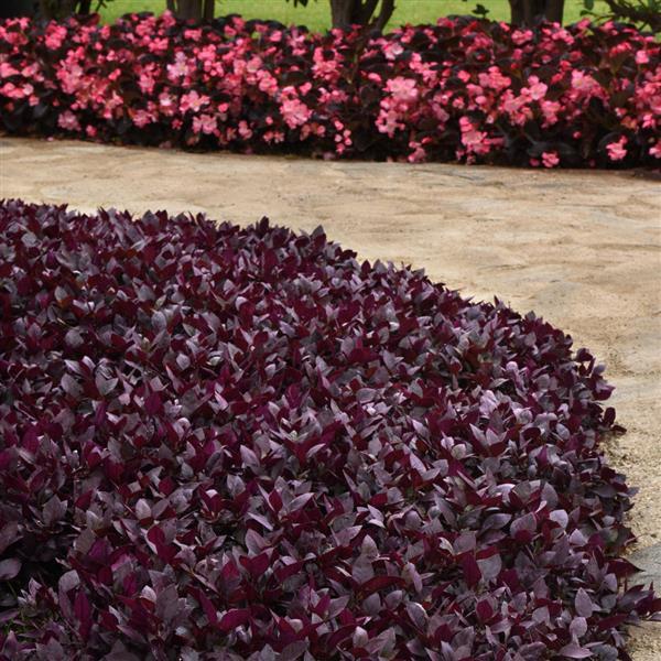 Alternanthera Purple Prince Commercial Landscape 2