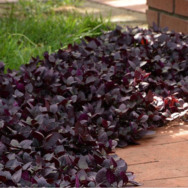 Alternanthera Purple Prince Commercial Landscape 3